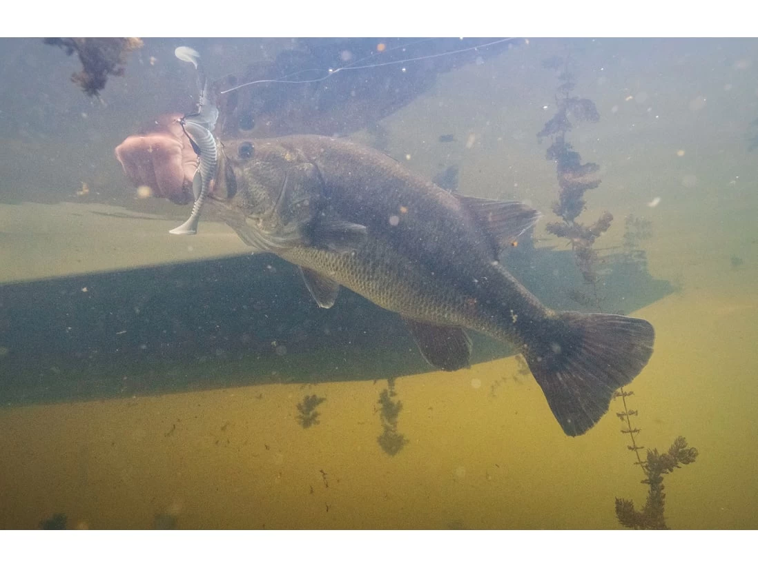 Googan Baits Saucy Swimmer - Image 4